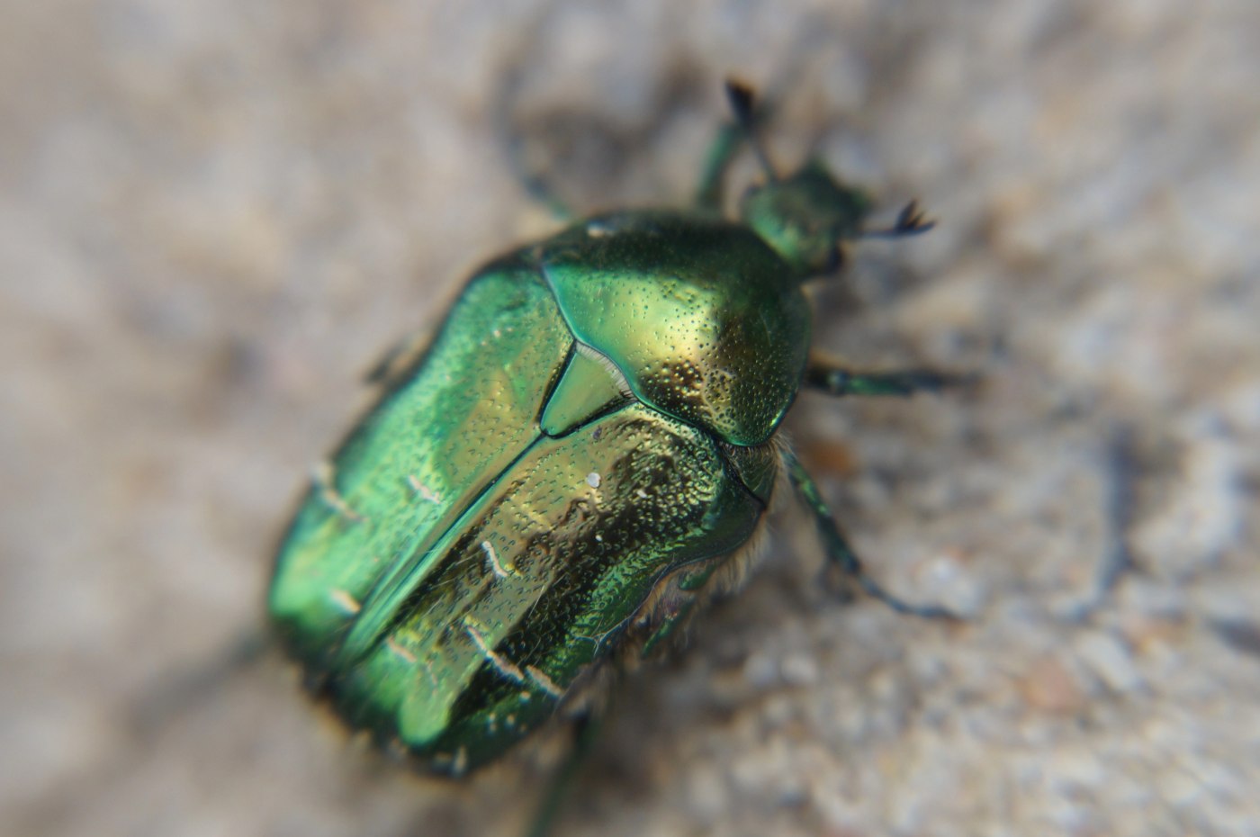HOW TO INTERPRET A SYNCHRONICITY: What Jung's scarab story can teach us 13 Beetle with green-gold colouring - Interpreting Synchronicity: What Jung's Popular Tale Reveals